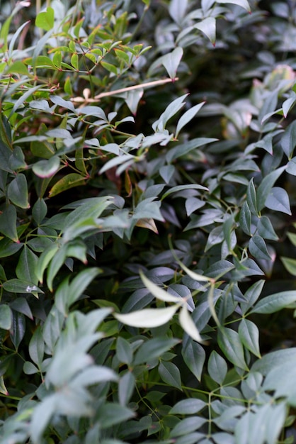 Plan vertical de feuilles de plantes vertes dans un jardin