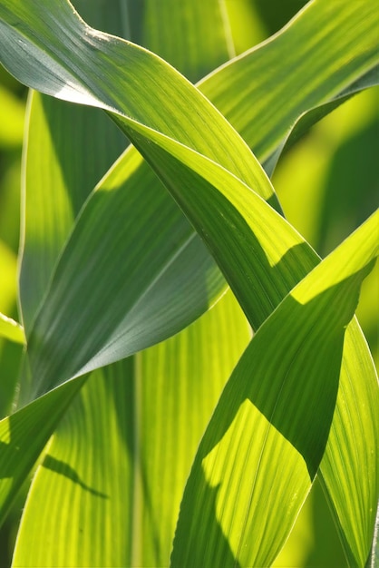 Plan vertical de feuilles vertes de plants de maïs dans une lumière ensoleillée et brillante