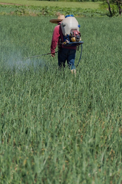 Un plan vertical d'ouvriers arrosant le champ d'oignons