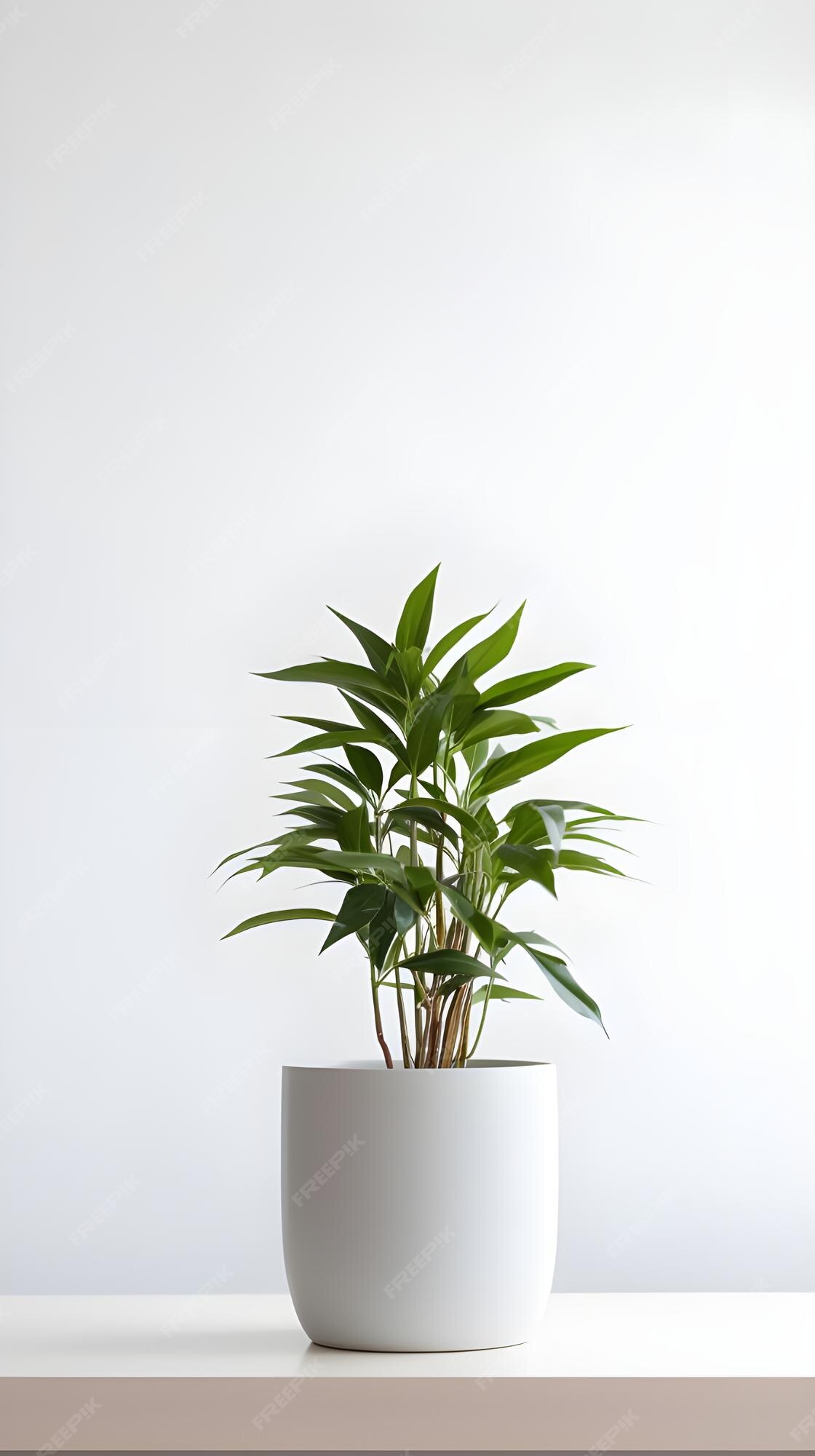 Plan Vertical D'une Plante Dans Un Pot Blanc à L'intérieur D'une Pièce à  Lumière Naturelle, Idéale Pour La Décoration D'une Pièce