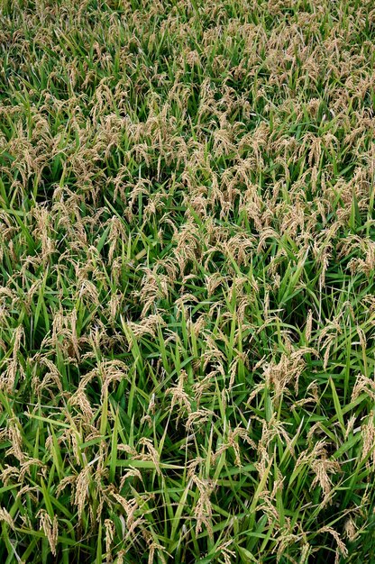 Plan vertical de la plante de riz poussant et produisant des céréales dans les rizières