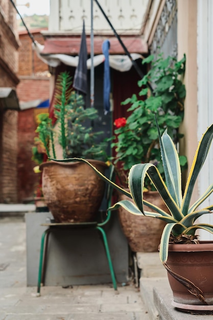 Plan vertical des rues de la vieille ville mise au point sélective d'un agave dans un pot au coin d'une rue Idée de voyage ou d'article sur la ville