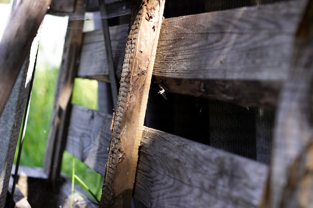 Planche de bois horizontale et verticale avec toile d'araignée