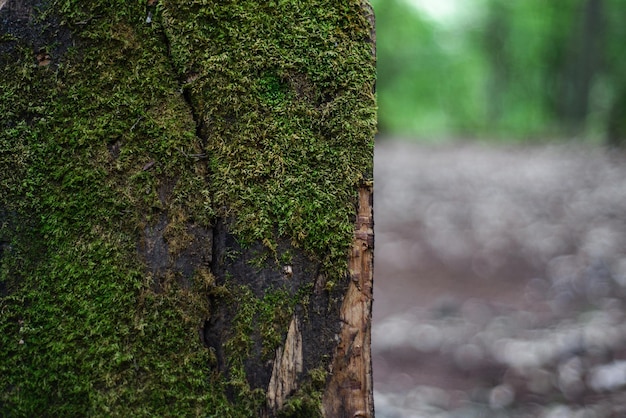 Planche de bois recouverte de mousse dans la forêt Fond texturé