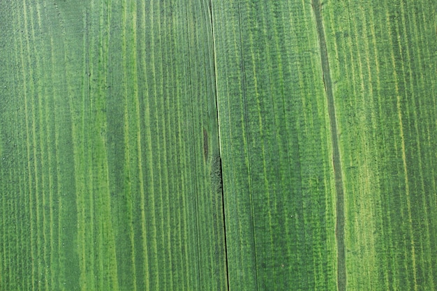 Des planches de bois peintes en vert en arrière-plan