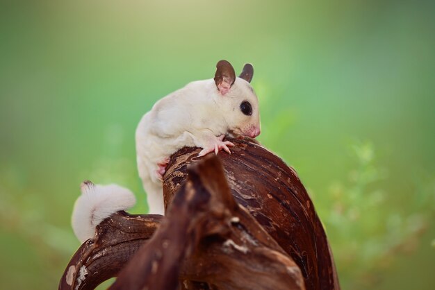 planeur de sucre blanc sur une branche dans un jardin tropical