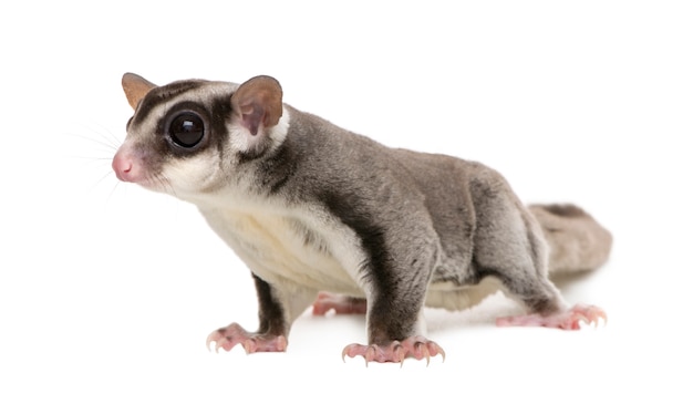 Planeur de sucre - Petaurus breviceps sur un blanc isolé