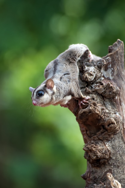 Planeur de sucre petaurus breviceps sur la branche d'arbre