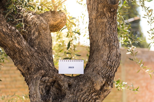 Planificateur annuel sur un arbre lors d'une journée ensoleillée