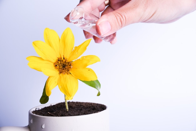 Planification financière, concept de croissance de l'argent. Femme main arrosage fleur jaune dans une tasse. Copier l'espace