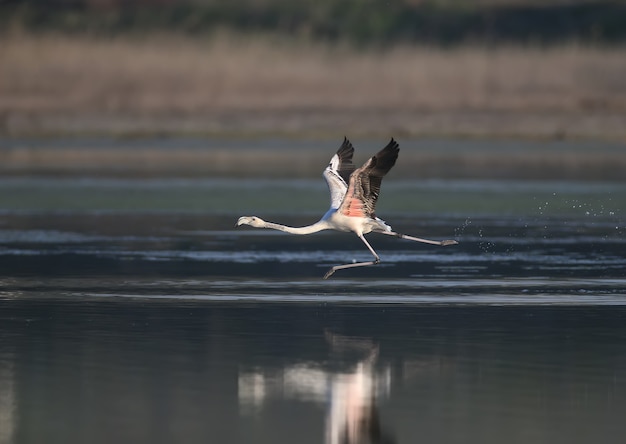 Plans Uniques De Flamants Roses Volant Accidentellement Sur L'estuaire De Tiligulsky En Ukraine.