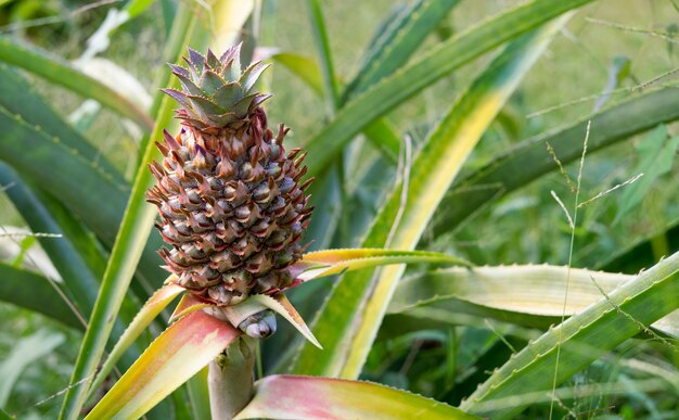 Plant d'ananas avec des fruits.