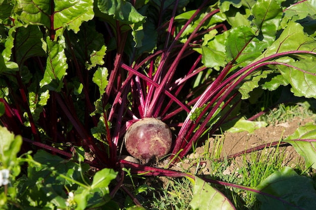 Plant de betterave dans un verger biologique du nord de l'Espagne