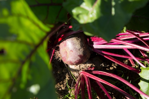 Plant de betterave dans un verger biologique du nord de l'Espagne