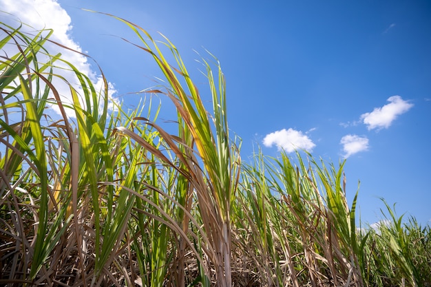 Plant de canne à sucre