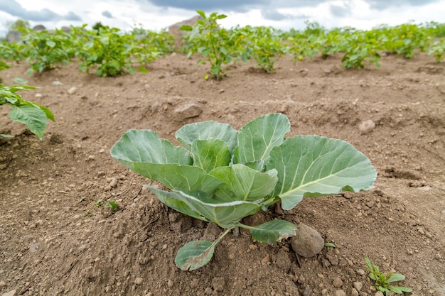 Plant de chou dans le domaine