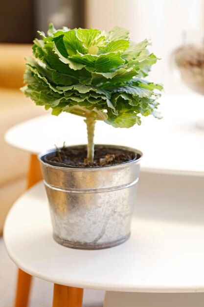 Plant de chou dans un pot de zinc sur une petite table