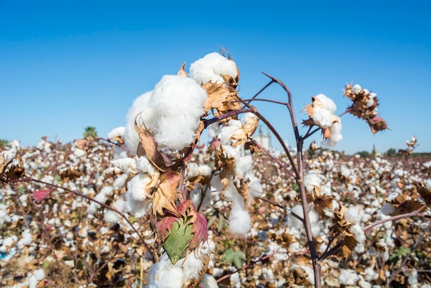 Plant de coton prêt à récolter