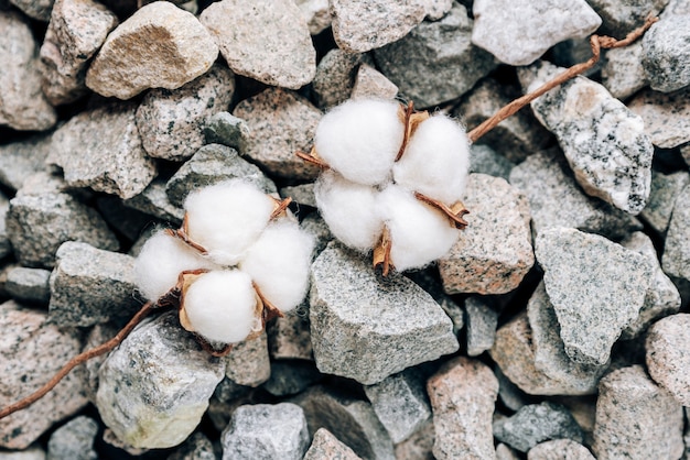 Photo plant de coton sur une surface en pierre