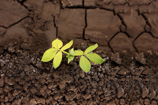 Plant croissant sur la terre