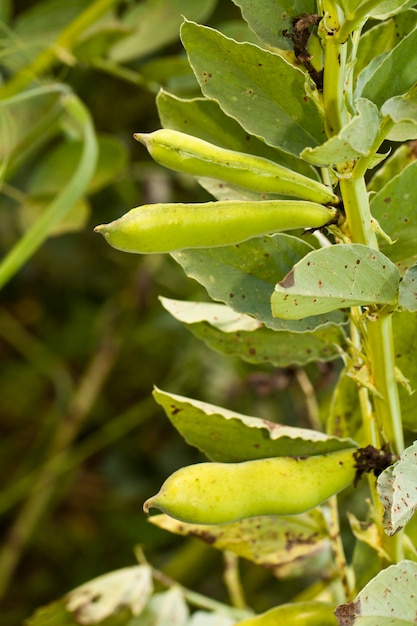 Plant de fève