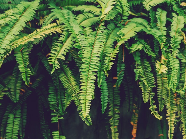 Plant de fougères et feuille verte dans un fond de jardin