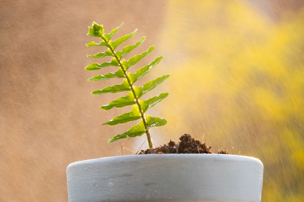 Plant de germination et sol dans un pot d&#39;arbre avec un jet d&#39;eau en arrière-plan.