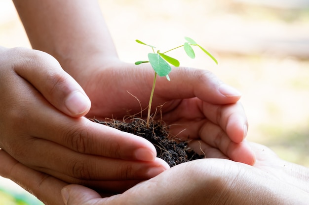 Plant de germination et sol tenant dans les mains. La croissance et la prévention des arbres par l&#39;homme.