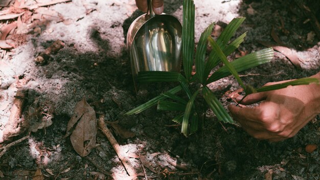 Plant in Hands Ecology concept Nature Background plantation d'arbres pour sauver la terre du monde