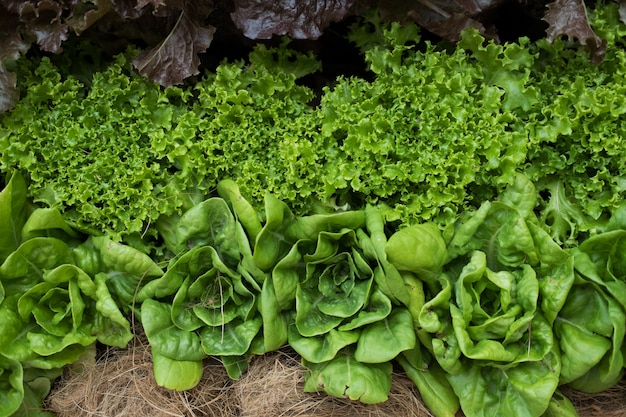 Plant de laitue poussant dans le potager. culture du sol.