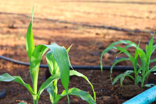 Le plant de maïs émerge dans le jardin avec un système d'irrigation goutte à goutte