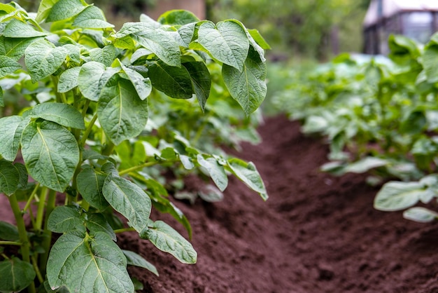 Un plant de pomme de terre de brousse Gros plan sur l'avant-plan