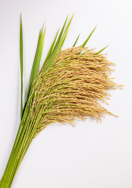 Plant de riz blanc sur une surface blanche