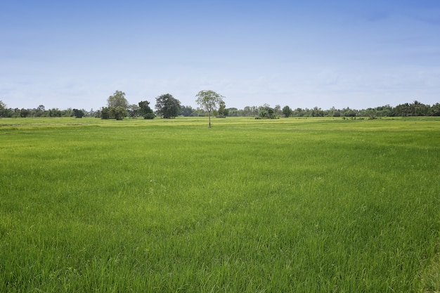 Plant de riz dans le champ en croissance et le ciel bleu.