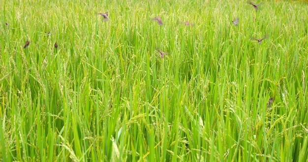 Plant de riz dans une rizière Oiseau mangeant du grain