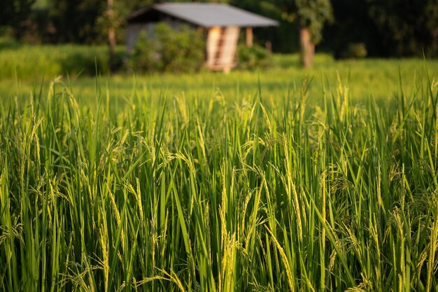 Plant de riz dans une rizière verte en Thaïlande.