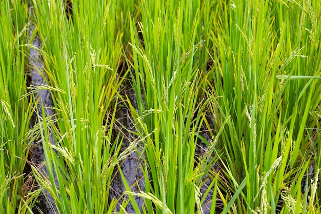 plant de riz dans la rizière