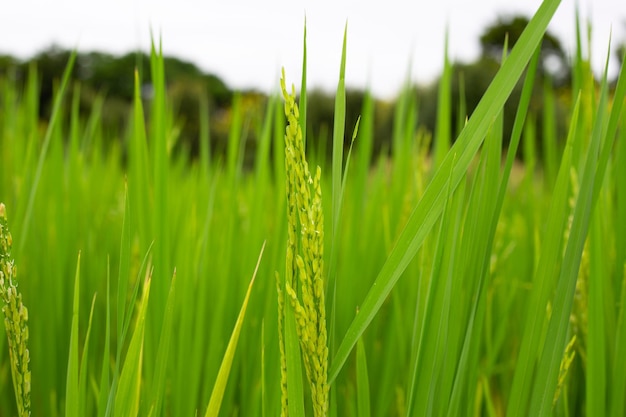 plant de riz dans la rizière