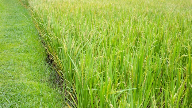 plant de riz dans la rizière