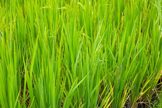 plant de riz dans la rizière