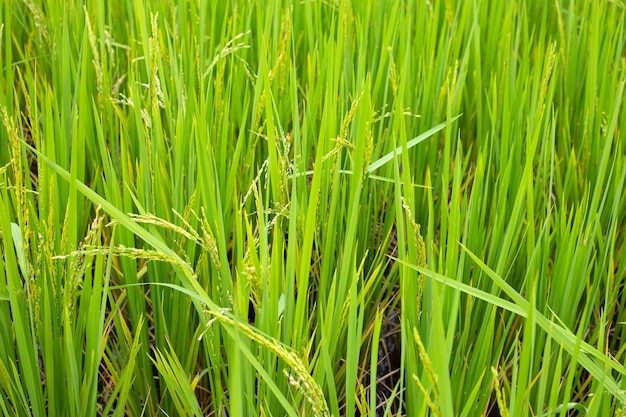 plant de riz dans la rizière