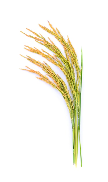 Photo plant de riz isolé sur blanc