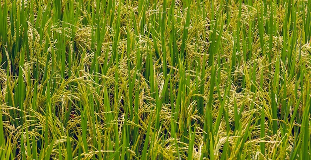 Plant de riz sur le terrain prêt pour la récolte