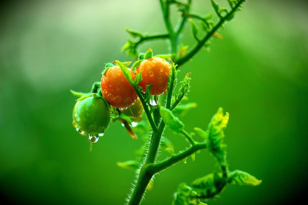 Plant de tomate biologique poussant sur la plante