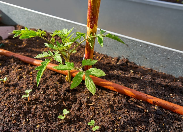 Plant de tomate à partir de plants dans un verger