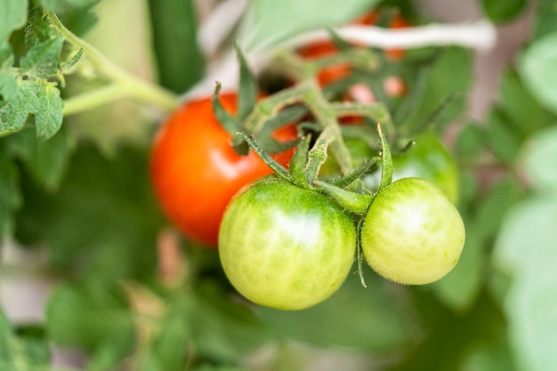 plant de tomate