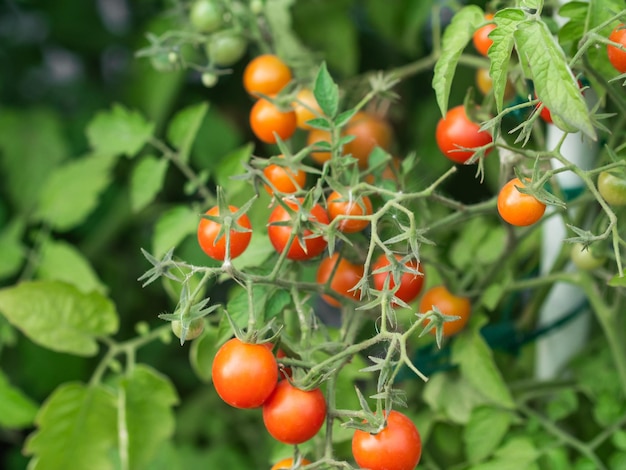 Plant de tomates mûres de plus en plus bouquet frais de tomates naturelles rouges sur une branche dans un potager biologique