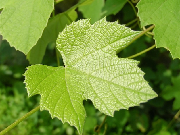 Plant de vigne (Vitis vinifera)