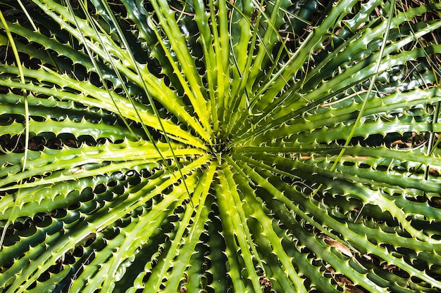 Planta con muchas hojas espinosas