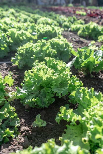 Planta de Lechuga en una granja